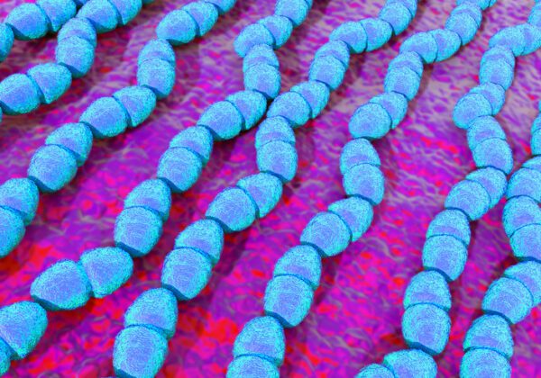 Enterococcus faecium qPCR assay - PCR Assays