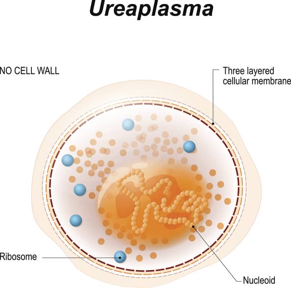 Ureaplasma parvum qPCR assay - PCR Assays